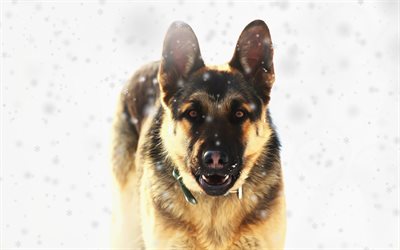 German Shepherd Dog, art, winter, snow, pets, dogs