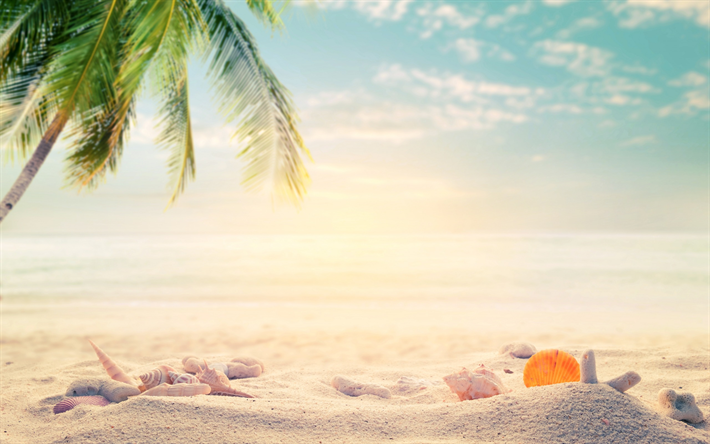 tropical islands, sand, beach accessories, seashells, palm trees, starfish, travel concepts