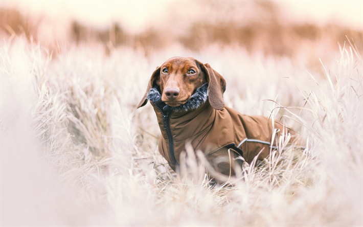dachshund, winter, snow, dog clothes, pets