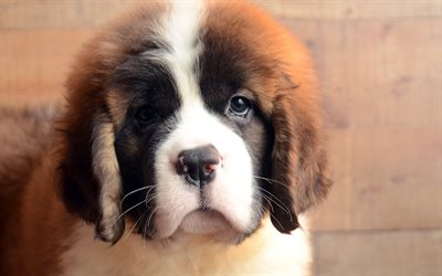 Saint Bernard, dogs, pets, puppy, cute animals, Saint Bernard Dog