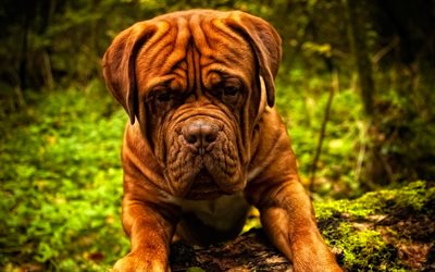 Dogue de Bordeaux, big brown dog, French Mastiff, Bordeauxdog, 4к, pets, dogs