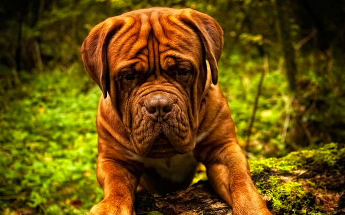 Dogo de Burdeos, marr&#243;n grande perro, un Mast&#237;n franc&#233;s, Bordeauxdog, 4к, mascotas, perros