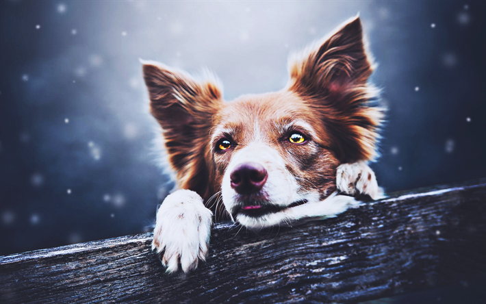 Brown Border Collie, bokeh, god with yellow eyes, cute animals, brown dog, pets, border collie, dogs, Border Collie Dog