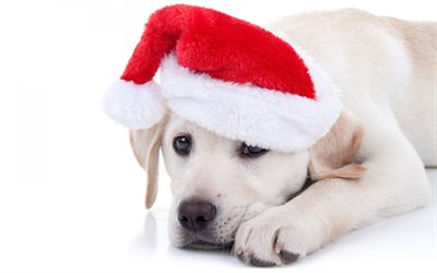 少しのラブラドール, ゴールデンレトリーバー, かわいい犬, ペット, クリスマス, サンタクロース