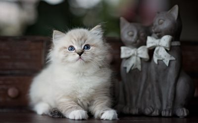 Ragdoll, 小さな白いふわふわの子猫, かわいい小動物, 猫, ペット, かわいい子猫