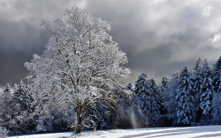 paysage d&#39;hiver, blanc, arbre, neige, for&#234;t, hiver, couverte de neige