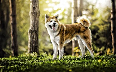 Akita Inu nella foresta, animali domestici, cani, HDR, estate, Akita Inu, simpatici animali, Cane Akita Inu