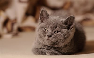 little gray kitten, cute gray cat, pets, british shorthair cats, fluffy cat