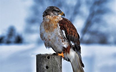 Ferruginosa Hawk, el invierno, la vida silvestre, HDR, Buteo regalis, real, halc&#243;n, aves silvestres, bokeh