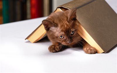 brown gatito, libro, lindos animales, mascotas, gatos, gatitos