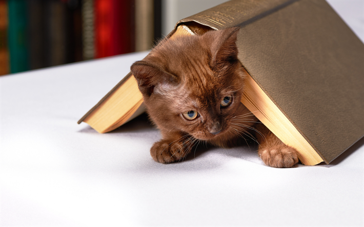 brown kitten, book, cute little animals, pets, cats, kittens