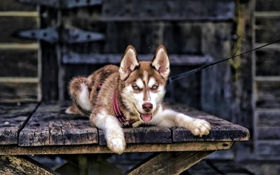 Brown Husky cachorro, HDR, mascotas, animales lindos, el Husky Siberiano, el peque&#241;o Husky, perros Husky Siberiano