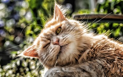 Gato persa, HDR, gato con ojos amarillos, esponjoso gato, bokeh, jengibre gato, los gatos, los gatos dom&#233;sticos, mascotas, jengibre Gato persa, animales lindos, persa