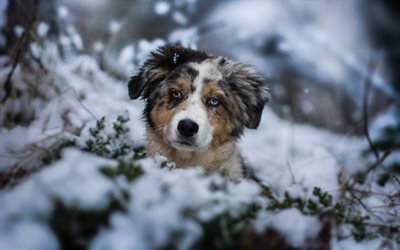 cute dog, australian shepherd hund, wald, winter, schnee, aussie, haustiere, welpen