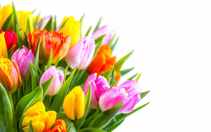 buqu&#234; de tulipas, flores da primavera, buqu&#234; colorido, tulipas