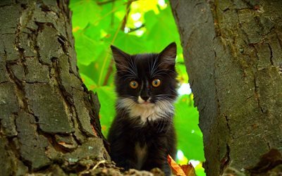 pouco gatinho preto, animais bonitinho, floresta, &#225;rvore, gatos