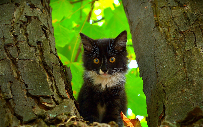 petit chaton noir, de mignons petits animaux, la for&#234;t, les arbres, les chats