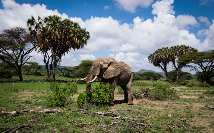 4k, el elefante, la sabana, &#193;frica, gran elefante Africano, la vida silvestre, Loxodonta