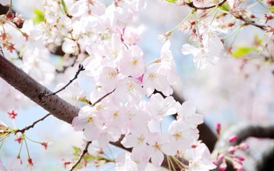 flor de cerejeira, jardim primavera, Coreia Do Sul, primavera, flores cor de rosa
