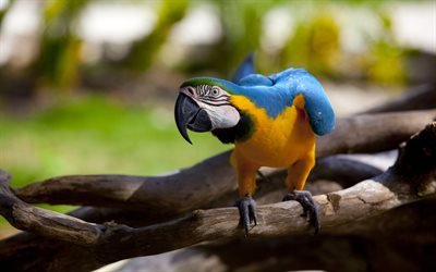 blau-gelb macaw, papagei, ast, bunten papagei, macaw, ara ararauna