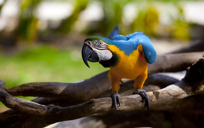 Azul-amarela arara, papagaios, ramo, colorido papagaio, Arara, Ara ararauna