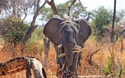 African elephant, wildlife, 4k, savannah, elephants, Africa, Loxodonta