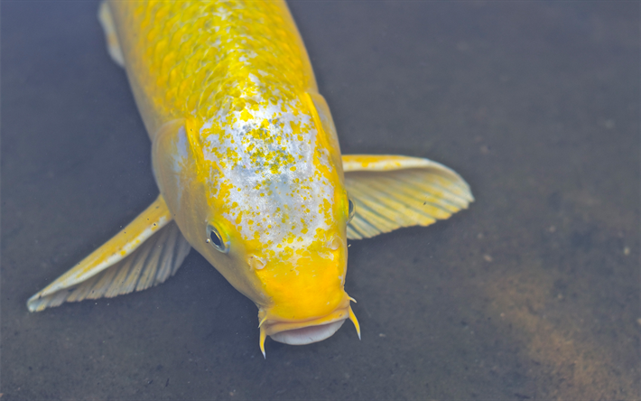 koi fish, yellow carp, 4k, colored decorative fish, brocade carp, koi carp
