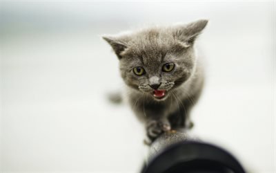 small gray kitten, British shorthair cat, small animals, cats