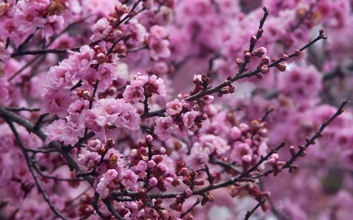 cherry garden, pink flowers, spring, 4k, cherry blossom, sakura, Japan