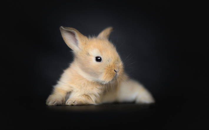 little bunny, fluffy brown rabbit, cute little animals, pets