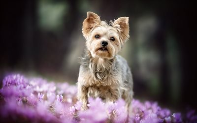 le yorkshire terrier, petit chien, animaux domestiques, animaux mignons, rose, fleurs de printemps, les chiens