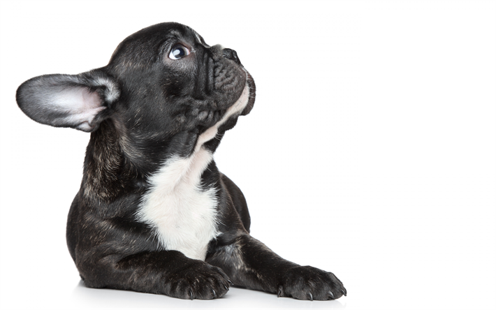 Fransız bulldog, k&#252;&#231;&#252;k siyah k&#246;pek, evcil hayvan, sevimli hayvanlar, k&#246;pekler