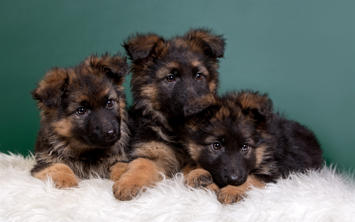German Shepherd, puppies, bokeh, pets, cute animals, family, dogs, German Shepherd Dog