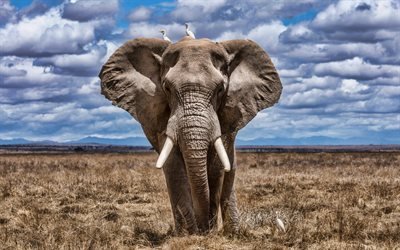 african elephant, savannah, birds, wildlife, elephant, elephants, Africa, Elephantidae