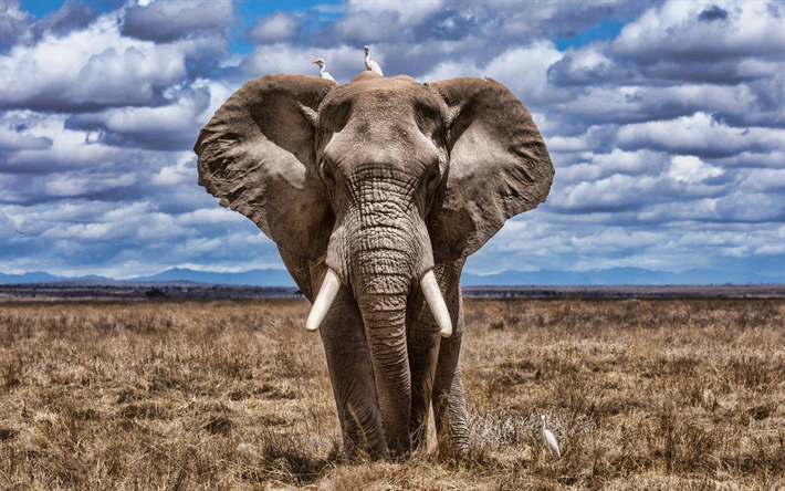 l&#39;elefante africano, savana, uccelli, animali, elefanti, Africa, Elephantidae