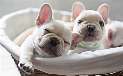 Download Wallpapers White French Bulldogs Puppies Dogs Close Up French Bulldog Pets Cute Animals Bulldogs Hdr For Desktop Free Pictures For Desktop Free