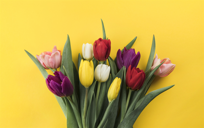 tulipas, flores em fundo amarelo, coloridas tulipas, primavera, lindo buqu&#234; de tulipas