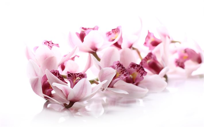 rosa orchideen, sch&#246;ne rosa bl&#252;ten, orchidee, zweig, floral, hintergrund, hintergrund mit orchideen, orchideen auf wei&#223;em hintergrund