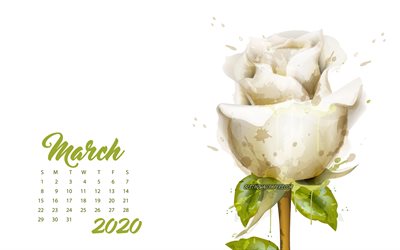 2020 Mart Takvim, beyaz g&#252;l, beyaz arka plan, 2020 bahar takvimleri, Mart 2020 Takvimi, 2020 kavramlar