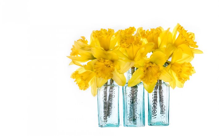 narcisos, flores amarelas, narcisos em um fundo branco, flores da primavera, buqu&#234; de narcisos