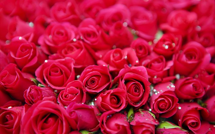 roses rouges, rosebuds, fond avec des roses, fond rouge de roses, belles fleurs rouges, roses
