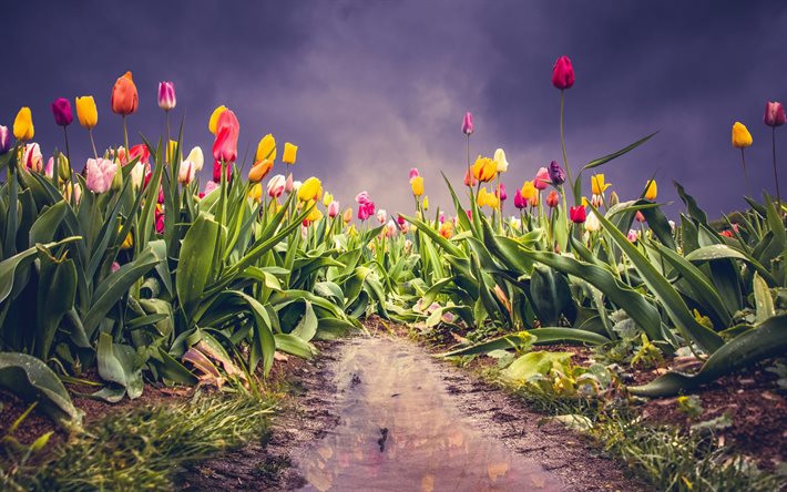 champ avec tulipes, fleurs sauvages de printemps, tulipes, champ de fleur, soir&#233;e, fond avec des tulipes, ressort