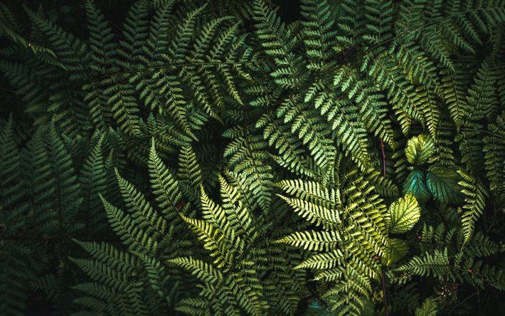 texture des feuilles de foug&#232;re, texture naturelle, fond de feuilles vertes, &#233;cologie, environnement, texture des feuilles, foug&#232;re