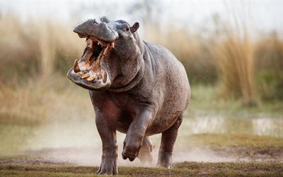 hippopotamus, fury, wildlife, wild animals, Africa, hippos, arican animals