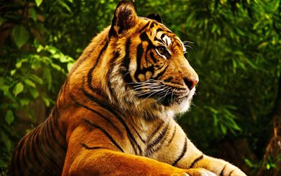4k, Tiger, wildlife, predators, Panthera tigris