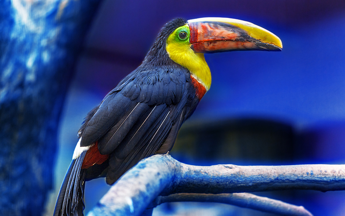 4k, toucan, wildlife, exotic birds, Ramphastidae