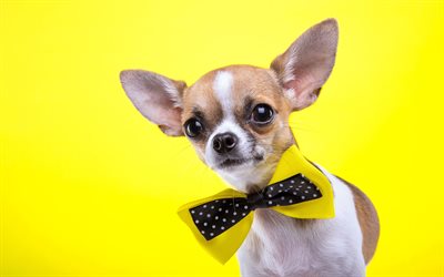 4k, Chihuahua, funny dog, pets, dogs, cute animals, Chihuahua Dog