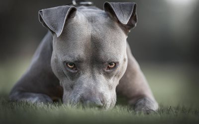 American pit bull terrier, grigio cucciolo, cane di piccola taglia, animali, verde, erba