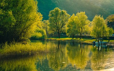 Montenegro, floresta, &#225;rvores, lago, Europa