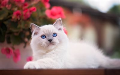 Ragdoll, animali domestici, denectic gatto, animali cute, occhi azzurri, gatti, Gatto Ragdoll